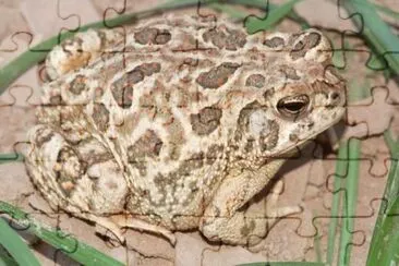 MARSU jigsaw puzzle