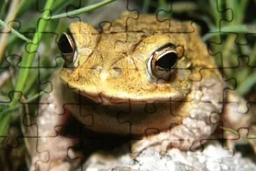 MARSU jigsaw puzzle