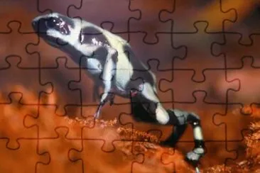 MARSU jigsaw puzzle