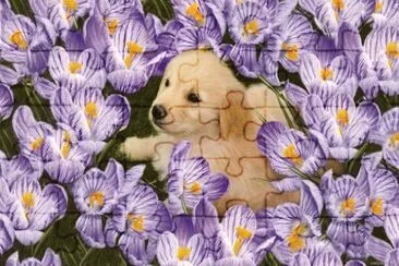New born Golden Retriever