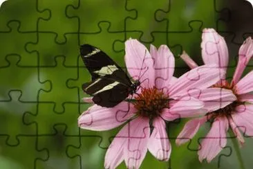 MARSU jigsaw puzzle