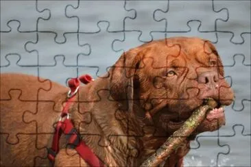 פאזל של Dog With Stick