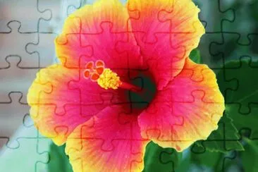 Hibiscus Flower jigsaw puzzle