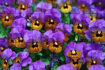 Purple Pansies jigsaw puzzle