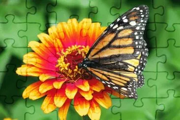 Monarch Butterfly on Flower jigsaw puzzle