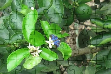 BORBOLETA