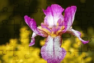 פאזל של iris