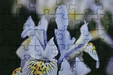 פאזל של iris