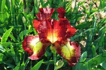 פאזל של iris