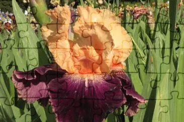 iris jigsaw puzzle