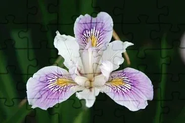 iris jigsaw puzzle