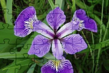 iris