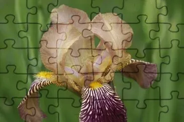 פאזל של iris