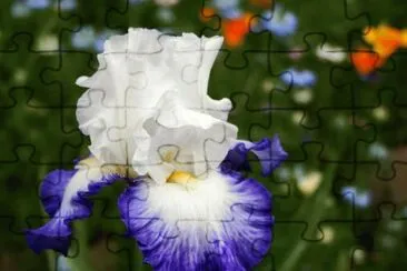 iris