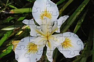 פאזל של iris