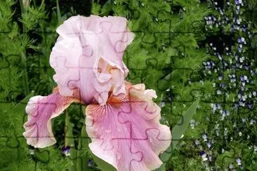 פאזל של iris