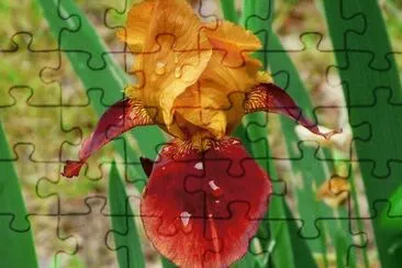 iris