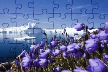 Purple Artic Flowers jigsaw puzzle