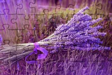 Lavanda