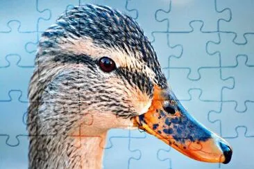 Duck jigsaw puzzle
