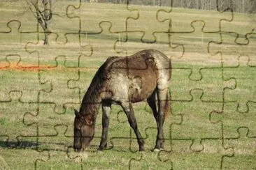 Late Afternoon Grazing jigsaw puzzle