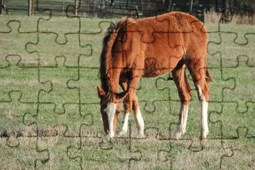 Horse Grazing jigsaw puzzle