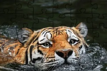 65218_340328599409447_1043036721_n jigsaw puzzle
