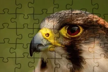 307519_331262143649426_1736993875_n jigsaw puzzle