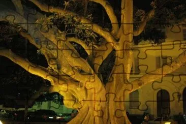ficus cadiz jigsaw puzzle