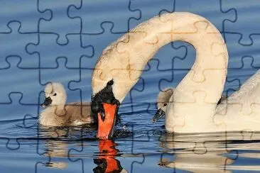 Cisne jigsaw puzzle