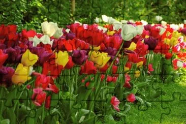 As Tulipas