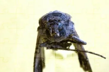 MARSU