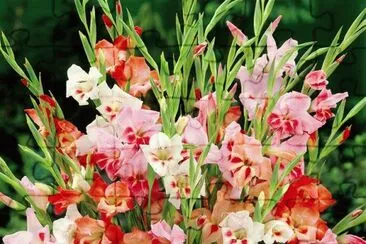 fleurs: glaieuls nains colvilis jigsaw puzzle