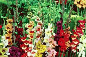 fleurs: glaieuls jigsaw puzzle