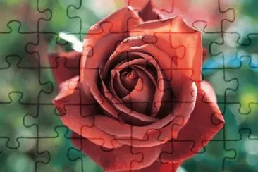 Beautiful Rose