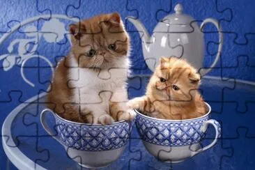 פאזל של Kittens in a Cup