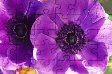 פאזל של Purple Flower
