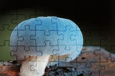 è˜‘è‡ jigsaw puzzle
