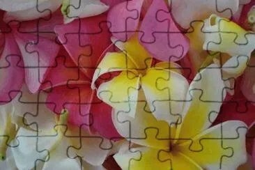 Plumeria  Hawaiian Islands