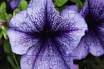 פאזל של Purple Passion