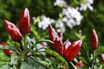 Red Chili Peppers jigsaw puzzle