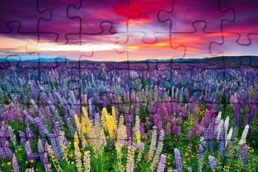 champ de lupins jigsaw puzzle