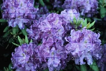 Husky Mania Rhododendrons-UConn, Ct jigsaw puzzle