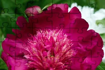 פאזל של fleurs: pivoine