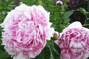 fleurs: pivoine
