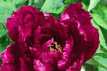 fleurs: pivoine