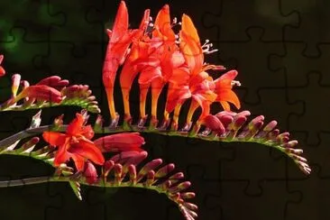fleurs: montbretias jigsaw puzzle