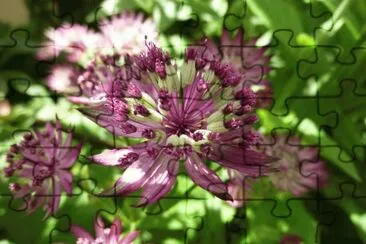fleurs:
