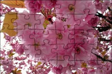 פאזל של fleurs: cerisiers