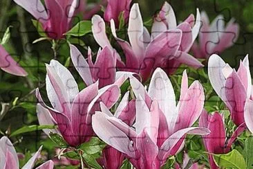 פאזל של fleurs: magnolia